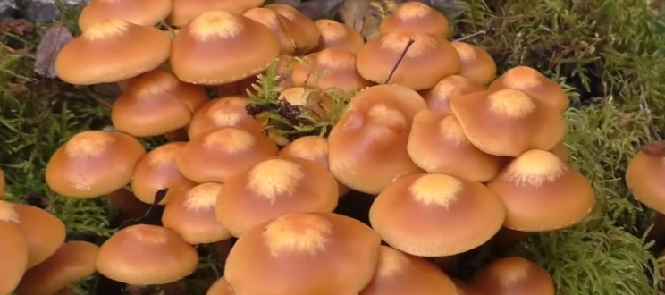 Kuehnerómyces mutábilis