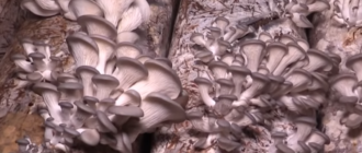 oyster mushrooms в мешках
