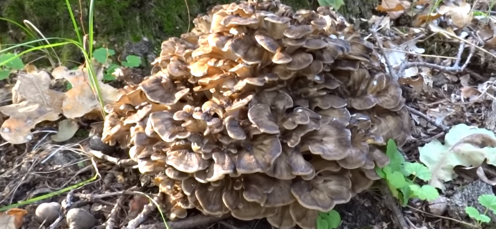 грифола курчавая